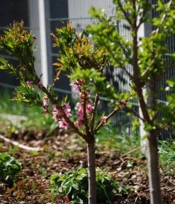 Zwergpfirsich 'Amber Pix Zee' 9 Zwergpfirsich 'Amber Pix Zee' -Gartenmöbelgeschäft 7728744 WE MO 003 ZwergpfirsichBauer