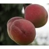 Pfirsich 'Rubira', Rotblättrig