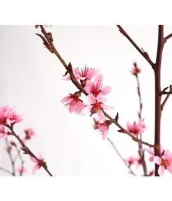 Pfirsich 'Rubira', Rotblättrig -Gartenmöbelgeschäft 7728819 WE DE 001 PfirsichRotblaettrigDehnerExpressHerzig