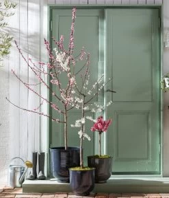 Pfirsich 'Rubira', Rotblättrig -Gartenmöbelgeschäft 7728819 WE MO 001 PfirsichPrunusPersica Content Fruehlingsstory 2023