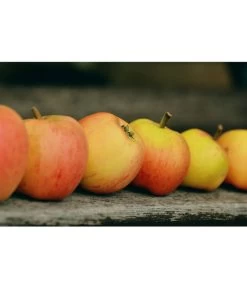 Winterapfel 'Pinova' -Gartenmöbelgeschäft 7729403 WE MO 001 ApfelPinovaPixabay