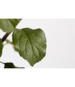 Herbstapfel 'Rubinola' 7 Herbstapfel 'Rubinola' -Gartenmöbelgeschäft 7747165 PR DE 001 ApfelRubinolaMalusBusch95LiterDehnerExpressZS