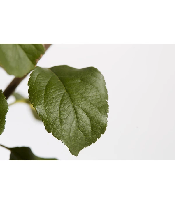 Herbstapfel 'Rubinola' 3 Herbstapfel 'Rubinola' – Bild 3