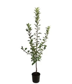 Allergikerapfel 'Santana' -Gartenmöbelgeschäft 7750631 WE FS 001 ApfelbaumMalusApfelSantanaAllergikerapfel