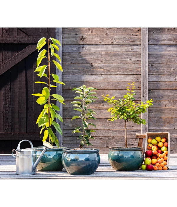 Säulenkirsche 2 Säulenkirsche – Bild 2