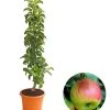 Säulenapfel 'Sonate'