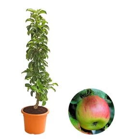 Säulenapfel 'Sonate'