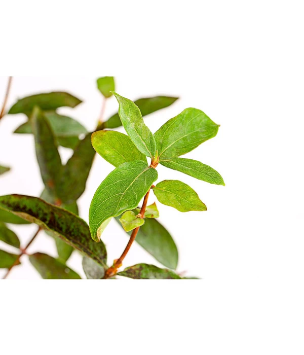 Maibeere 4 Maibeere – Bild 4