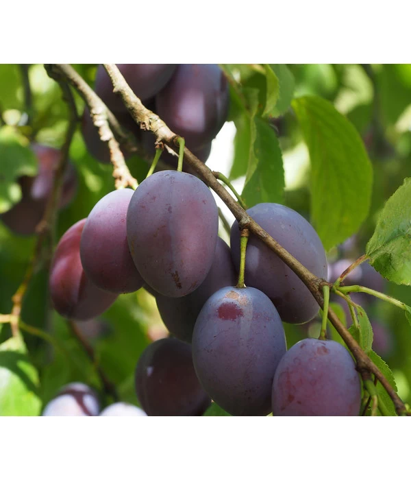 Zwetschge 'Kulinaria-Toptaste' 1 Zwetschge 'Kulinaria-Toptaste'