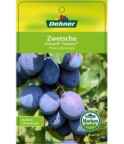 Zwetschge 'Kulinaria-Toptaste' 6 Zwetschge 'Kulinaria-Toptaste' -Gartenmöbelgeschäft 7763881 ZwetscheKulinariaToptaste Etikett 1