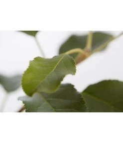 Herbstapfel 'Topaz' -Gartenmöbelgeschäft 7763931 PR DE 001 ApfelTopazMalusBusch95LiterDehnerExpressZS