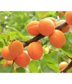 Aprikose 'Ungarische Beste' -Gartenmöbelgeschäft 7769680 PR DE 001 PrunusAprikoseUngarischeBestePixabay