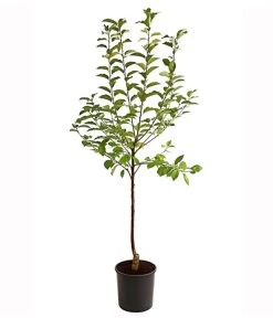 Sauerkirsche 'Ungarische Traubige', Busch -Gartenmöbelgeschäft 7769813 PR FS 001 SauerkirscheUngarischeTraubigeBusch95LiterDehnerExpressHerzig