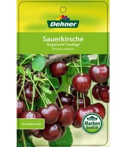 Sauerkirsche 'Ungarische Traubige', Busch -Gartenmöbelgeschäft 7769813 SauerkirscheUngarischeTraubige Etikett 1