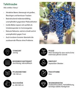 Tafeltraube 'Venus' -Gartenmöbelgeschäft 7773542 WE IG 001 TafeltraubeVitisviniferaVenus