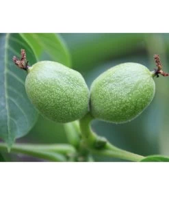 Weinheimer Walnuss Klon 139 -Gartenmöbelgeschäft 7776818 WE DE WeinheimerWalnussKlon139Pixabay