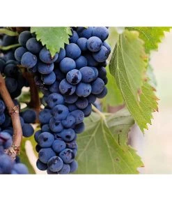 Dehner Gourmet Garten Tafeltraube 'Muscat Blue' -Gartenmöbelgeschäft 7779101 PR DE 002 VitisWeintraubenMuscatBleuPixabay