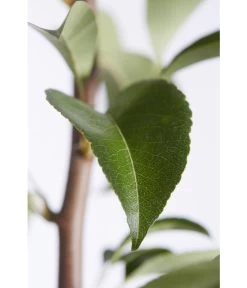 Birnen-Duo 'Williams Christ/Conference' -Gartenmöbelgeschäft 7780646 PR DE 001 BirneGuteLuiseWilliamChristDuo95LiterDehnerExpressZS