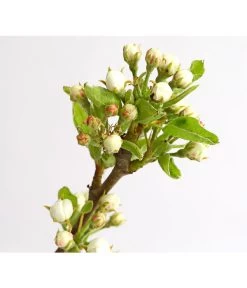 Birnen-Duo 'Williams Christ/Conference' -Gartenmöbelgeschäft 7780646 WE DE 001 BirneBirnenDuoWCGLDehnerExpressHerzig