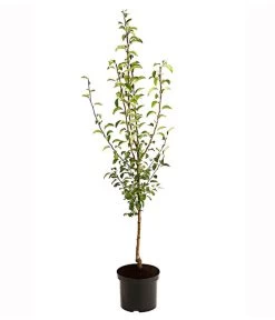 Birnen-Duo 'Williams Christ/Vereinsdechant' 3 Birnen-Duo 'Williams Christ/Vereinsdechant' -Gartenmöbelgeschäft 7780778 PR FS 001 BirnenDuoWilliamsChristVereinsdechant95LiterDehnerExpressHerzig