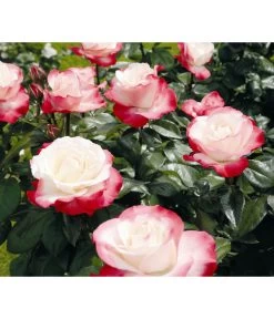 Edelrose 'Nostalgie®' -Gartenmöbelgeschäft 7801541 PR DE 001 EdelroseNostalgieTantauRet