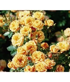 Zwergrose 'Apricot Clementine®'