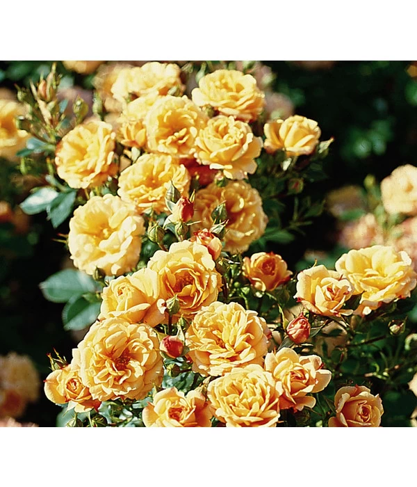 Zwergrose 'Apricot Clementine®' 1 Zwergrose 'Apricot Clementine®'