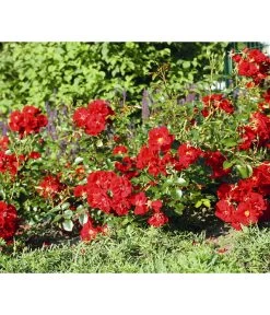 Bodendeckerrose 'Matador®' -Gartenmöbelgeschäft 7803067 WE DE 003 BodendeckerRoseMatadorTantauRotRet