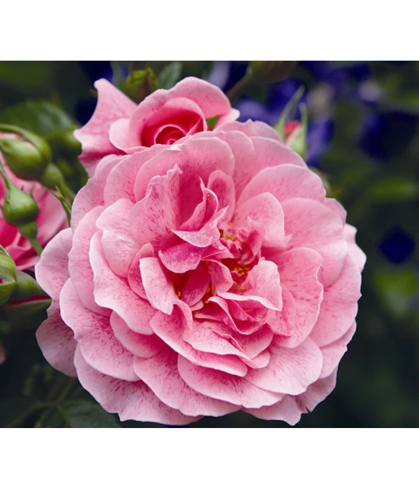 Kletterrose 'Camelot®' 1 Kletterrose 'Camelot®'