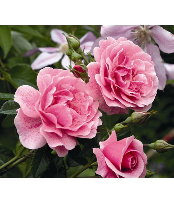 Kletterrose 'Camelot®' 2 Kletterrose 'Camelot®' – Bild 2