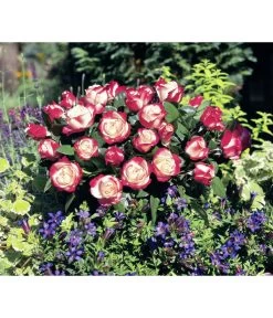 Edelrose 'Nostalgie®' -Gartenmöbelgeschäft 7803513 WE DE 001 NostalgieEdelroseTantauCremeweissKirschRet