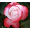 Edelrose 'Nostalgie®'