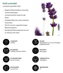 Lavendel-Set Lavendel-Vielfalt, 4-teilig -Gartenmöbelgeschäft 7805773 WE IG 001 DuftLavendel