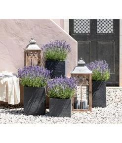 Dehners Bienen-Lavendel, 4er-Set -Gartenmöbelgeschäft 7805773 WE MO 001 Lavendel