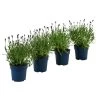 Schmetterlings-Lavendel 'Royal Blue', 4er-Set