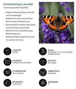 Lavendel-Set Lavendel-Vielfalt, 4-teilig -Gartenmöbelgeschäft 7805807 WE IG 001 SchmetterlingsLavendel 1