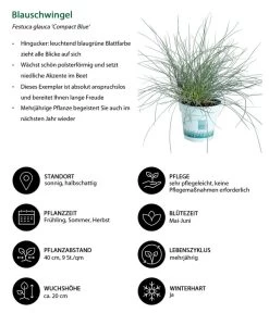 Blauschwingel 'Compact Blue' -Gartenmöbelgeschäft 7805815 WE IG 001 BlauschwingelCompactBlue