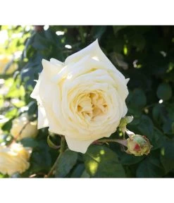 Kletterrosen -Gartenmöbelgeschäft 7842065 BildD 001 KletterroseElfeElfe