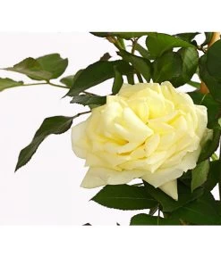 Kletterrosen -Gartenmöbelgeschäft 7874431 PR DE 001 Kletterrose5LiterSchneewalzerDehnerExpressHerzig