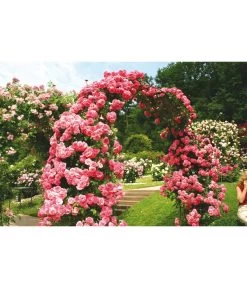 Kletterrosen -Gartenmöbelgeschäft 7875511 BE MO 002 KletterroseRosariumUetersen