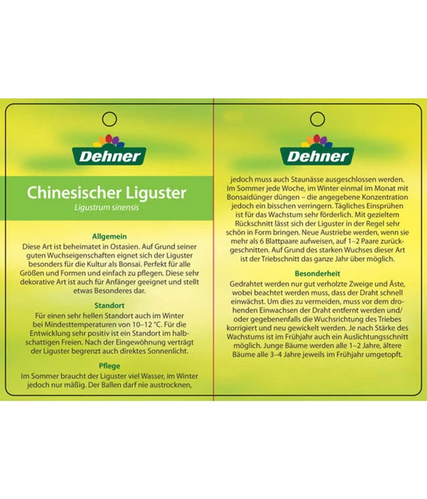 Bonsai Chinesischer Liguster - Ligustrum Sinensis, Kugelförmig, 6 Jahre 5 Bonsai Chinesischer Liguster - Ligustrum Sinensis, Kugelförmig, 6 Jahre – Bild 5
