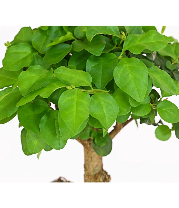 Bonsai Chinesischer Liguster - Ligustrum Sinensis, Kugelförmig, 6 Jahre 2 Bonsai Chinesischer Liguster - Ligustrum Sinensis, Kugelförmig, 6 Jahre – Bild 2