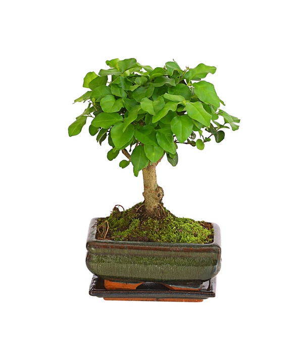 Bonsai Chinesischer Liguster - Ligustrum Sinensis, Kugelförmig, 6 Jahre 1 Bonsai Chinesischer Liguster - Ligustrum Sinensis, Kugelförmig, 6 Jahre