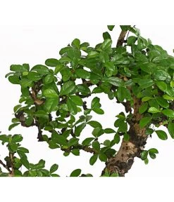 Bonsai Fukientee - Carmona Microphylla, 12-15 Jahre -Gartenmöbelgeschäft 7976996 WE DE 001 BonsaiFukienteeCarmonaMicrophyllaBis15JahreDehnerExpressHerzig2