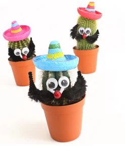 Kaktus Mit Sombrero - Cactaceae, Verschiedene Sorten -Gartenmöbelgeschäft 7977291 WE DE 001 KakteenMitSombreroDehnerExpressHerzig