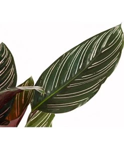 Korbmarante - Calathea Ornata -Gartenmöbelgeschäft 7977887 PR DE 001 CalatheaOrnataKorbmarantheT14StreckeDehnerExpressHerzig