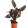 Korbmarante - Calathea Ornata
