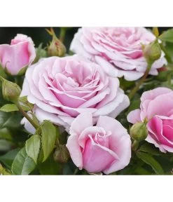 Edelrose 'Pacific Blue®'