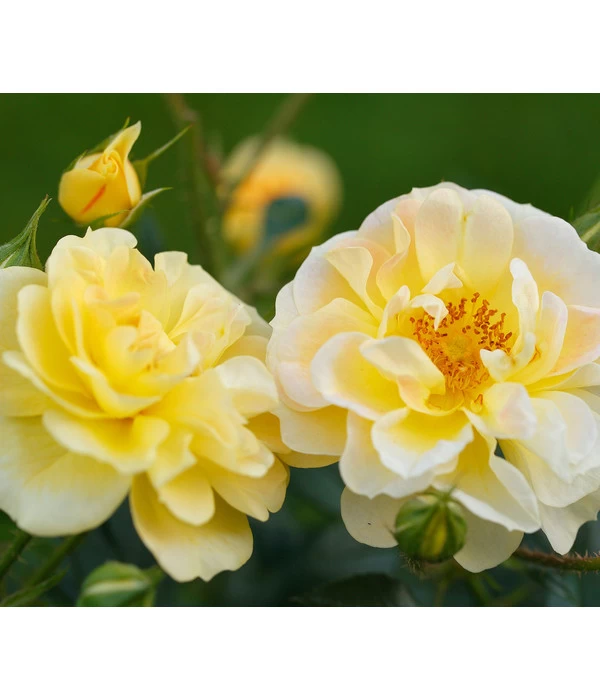 Beetrose 'Bienenweide®', Gelb 1 Beetrose 'Bienenweide®', Gelb