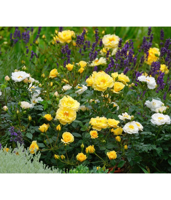 Beetrose 'Bienenweide®', Gelb 3 Beetrose 'Bienenweide®', Gelb – Bild 3